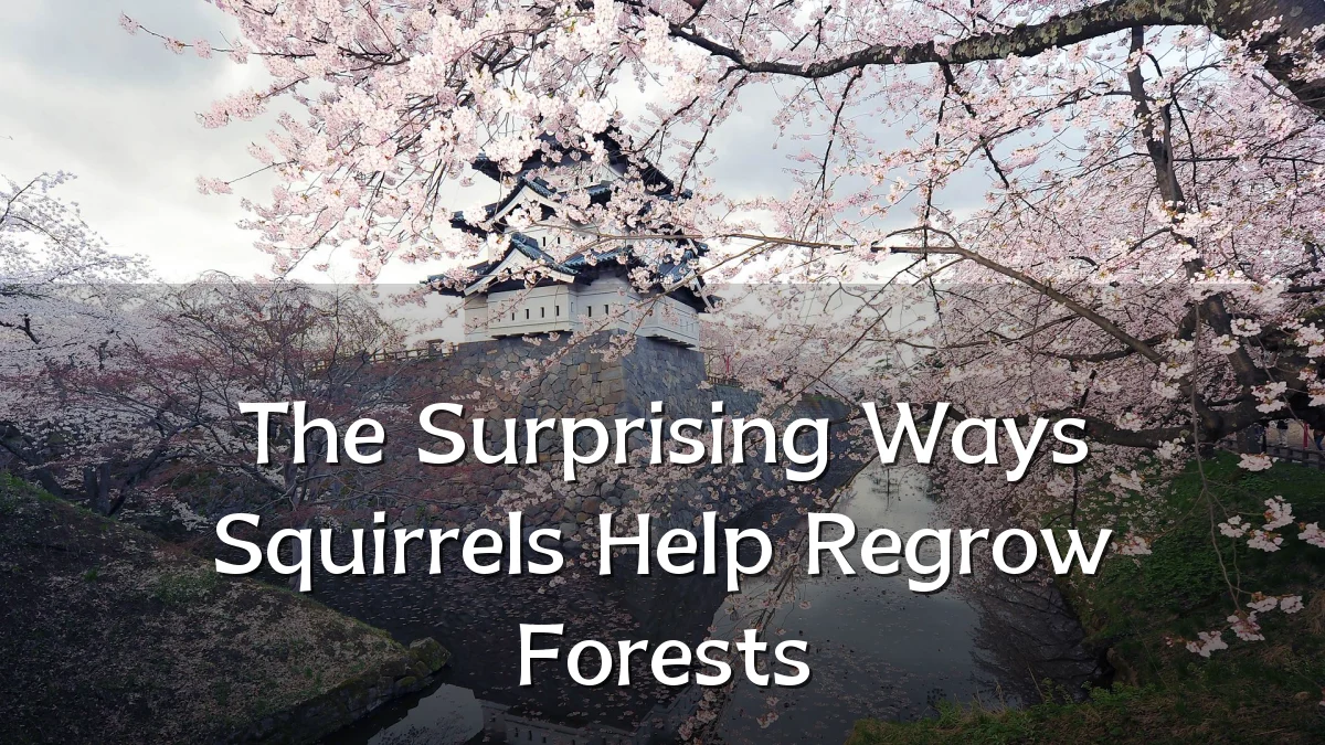 The Surprising Ways Squirrels Help Regrow Forests